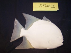 Spadefish  1                     